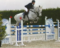 jumper Billy Hakuna (anglo european sporthorse, 2008, from Cevin Z)