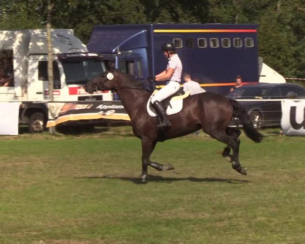 Reitturnier Kellinghusen 2019