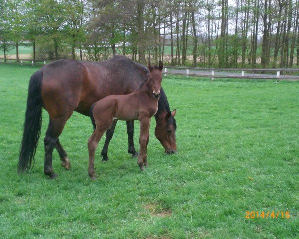 broodmare Aspanja (Westphalian, 2003, from Arpeggio)