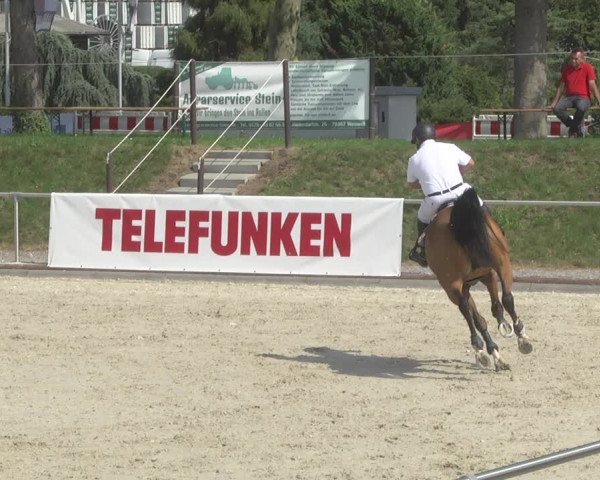 Reitturnier Durmersheim-Hardt 2019