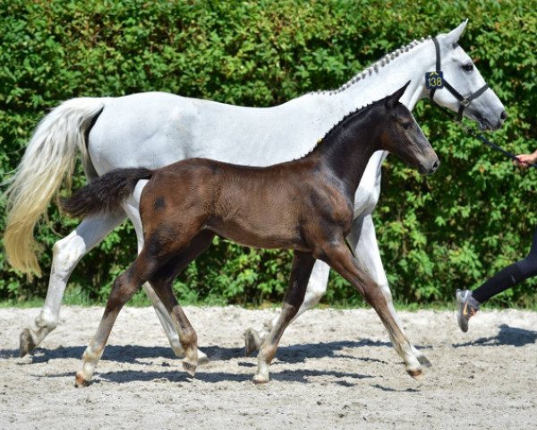 horse Zappa Z (Zangersheide riding horse, 2015, from Zapatero VDL)