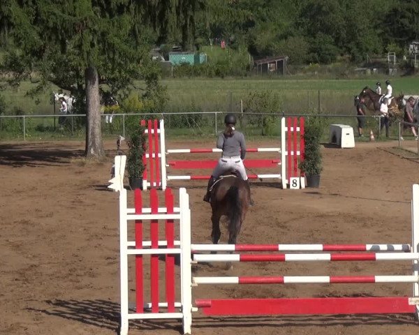 Reitturnier Heidelberg-Kirchheim 2019