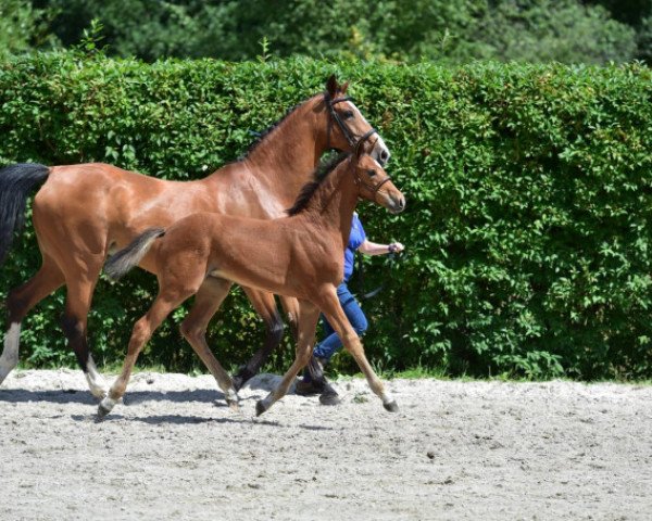 horse Vienna V Z (Zangersheide riding horse, 2015, from Verdi)