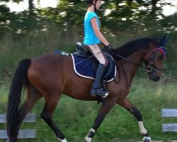 dressage horse Traumprinz 17 (Welsh Mix, 2011, from Good Looking)