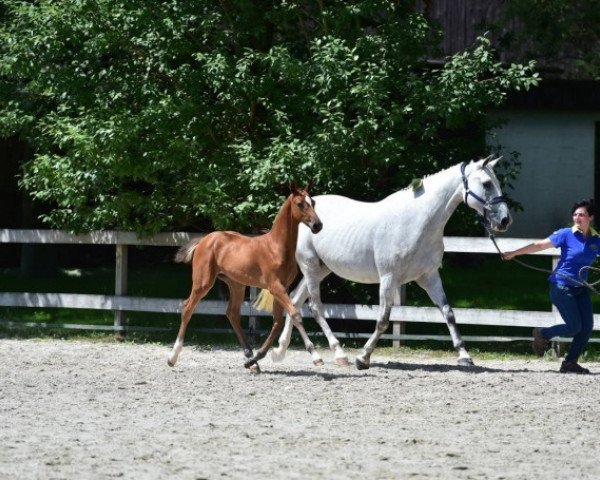 broodmare Cumlaude Z (Zangersheide riding horse, 2002, from Cumano)