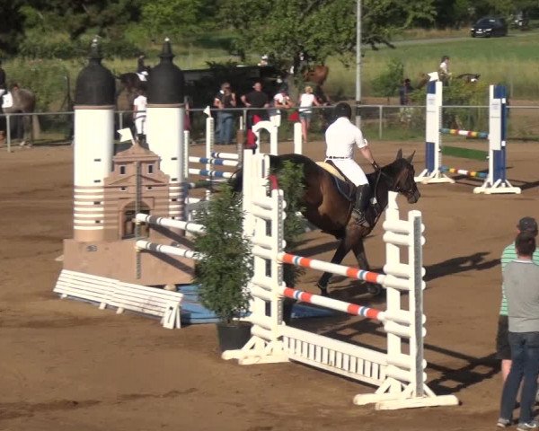 Reitturnier Heidelberg-Kirchheim 2019