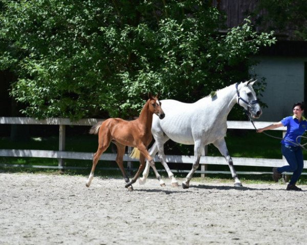 Pferd Acqua di Gioa Second Life Z (Zangersheide Reitpferd, 2015, von Asca Z)
