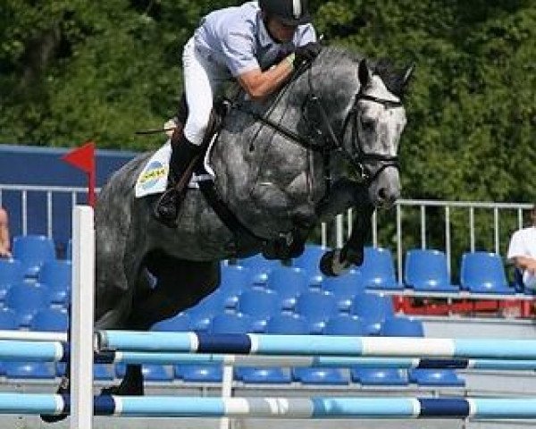 stallion Corrado Boy (Oldenburg show jumper, 2003, from Corrado I)
