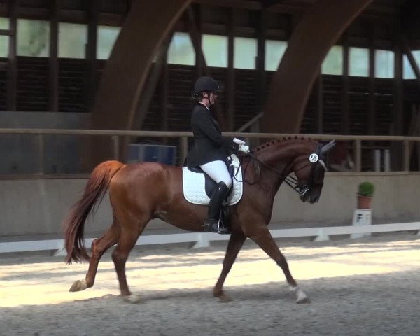 Reitturnier Heidelberg-Kirchheim 2019