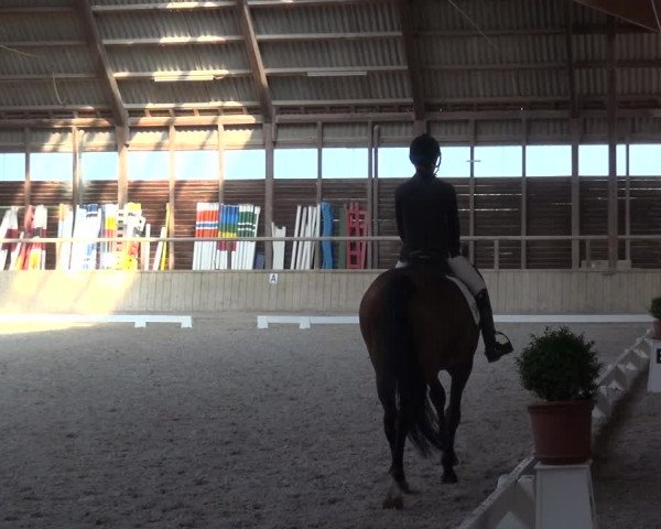 Reitturnier Heidelberg-Kirchheim 2019