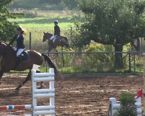 Reitturnier Heidelberg-Kirchheim 2019