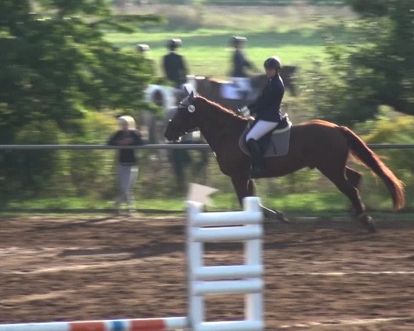 Reitturnier Heidelberg-Kirchheim 2019