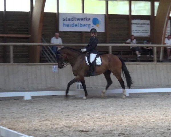 Reitturnier Heidelberg-Kirchheim 2019