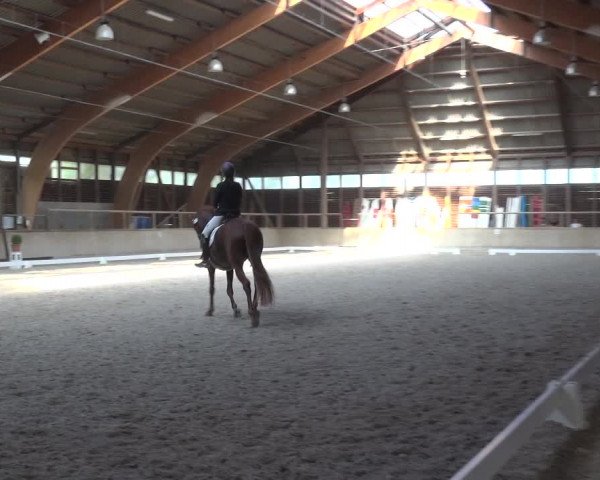 Reitturnier Heidelberg-Kirchheim 2019