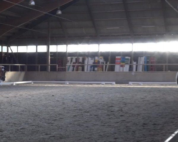 Reitturnier Heidelberg-Kirchheim 2019