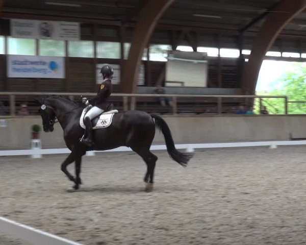 Reitturnier Heidelberg-Kirchheim 2019