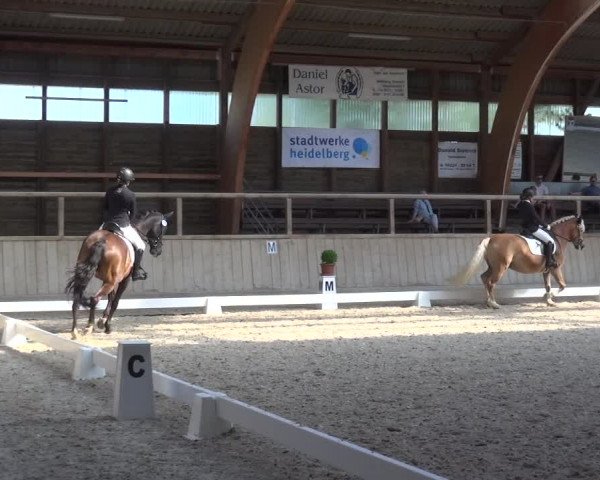 Reitturnier Heidelberg-Kirchheim 2019