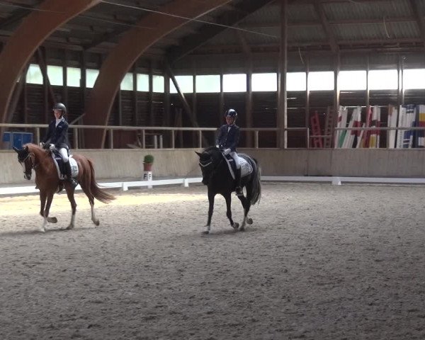 Reitturnier Heidelberg-Kirchheim 2019