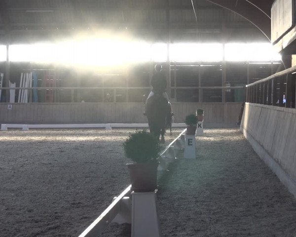 Reitturnier Heidelberg-Kirchheim 2019