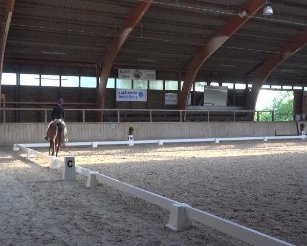 Reitturnier Heidelberg-Kirchheim 2019