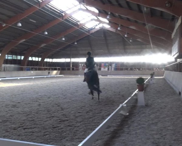 Reitturnier Heidelberg-Kirchheim 2019