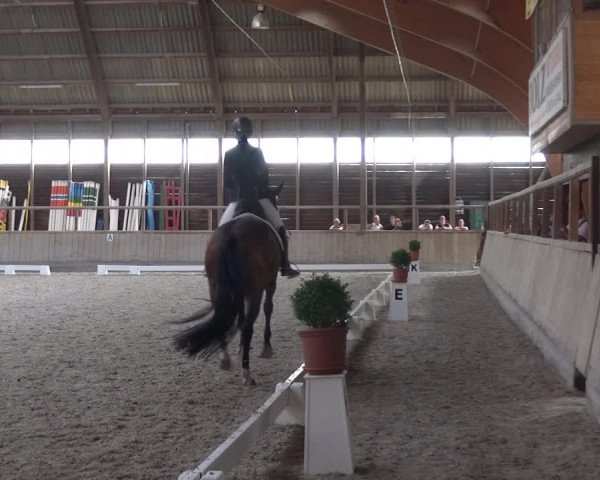 Reitturnier Heidelberg-Kirchheim 2019