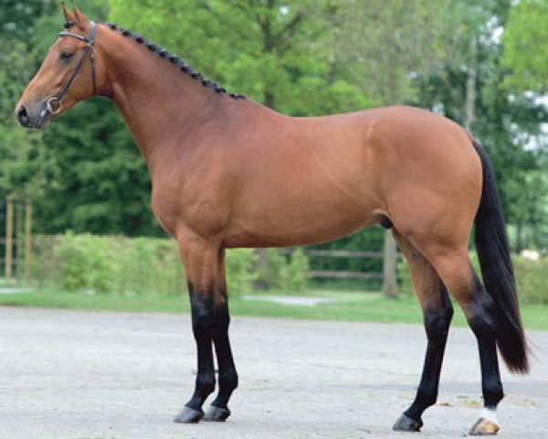 Deckhengst Baltic VDL (KWPN (Niederländisches Warmblut), 2006, von Quaprice Z)