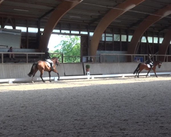 Reitturnier Heidelberg-Kirchheim 2019