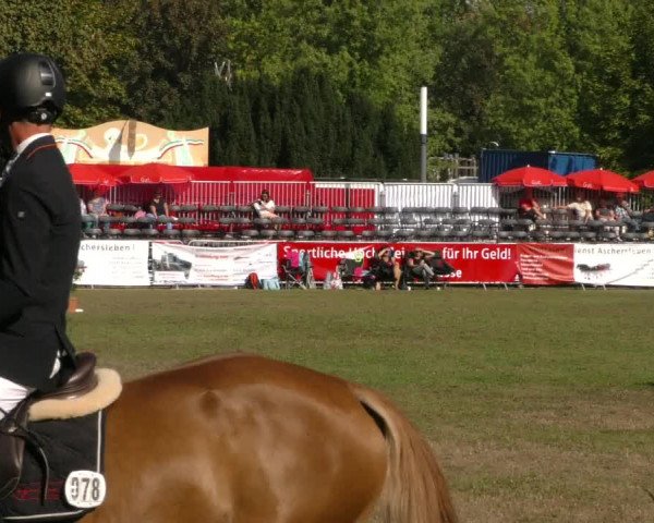 Reitturnier Aschersleben 2019