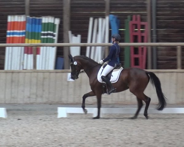 Reitturnier Heidelberg-Kirchheim 2019