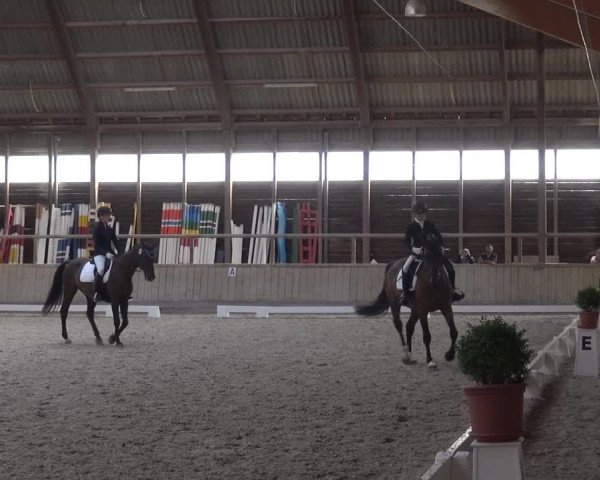 Reitturnier Heidelberg-Kirchheim 2019