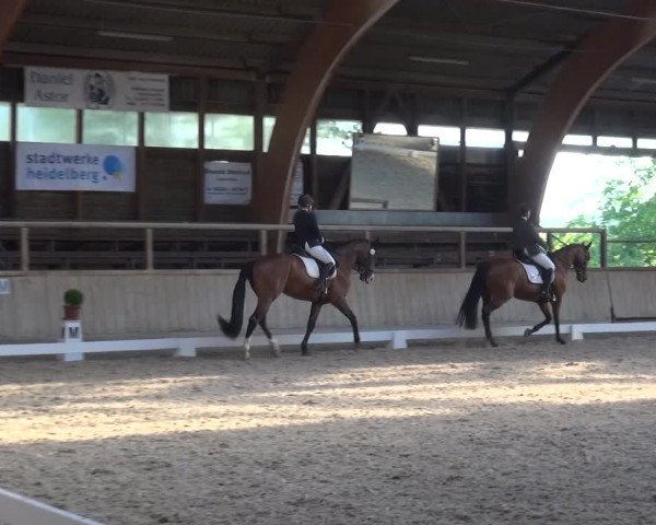 Reitturnier Heidelberg-Kirchheim 2019
