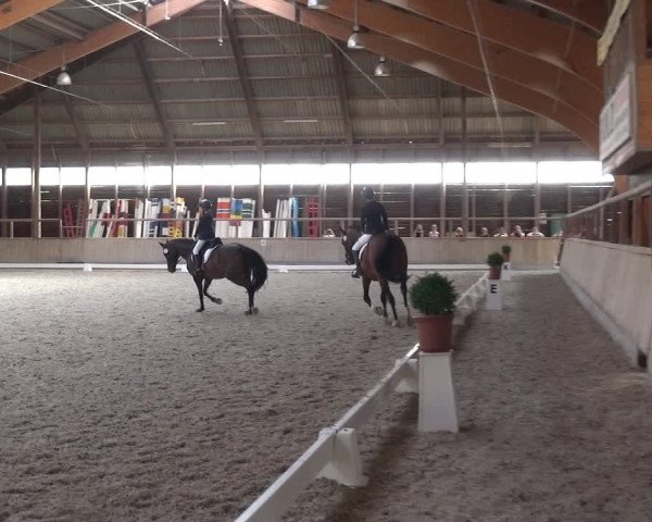 Concorso ippico Heidelberg-Kirchheim 2019