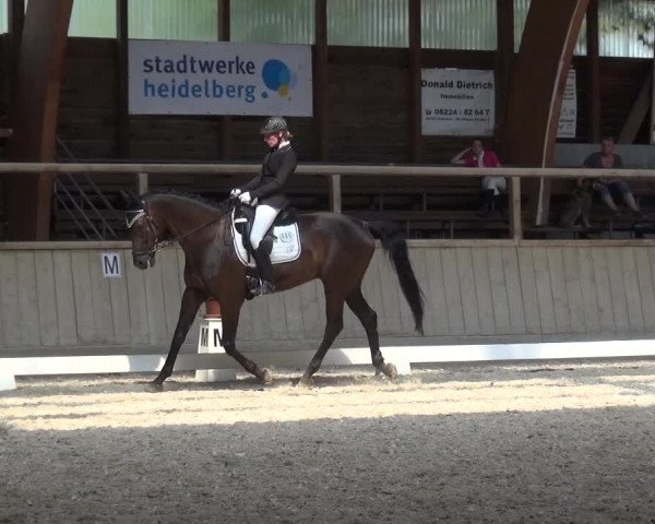 Reitturnier Heidelberg-Kirchheim 2019