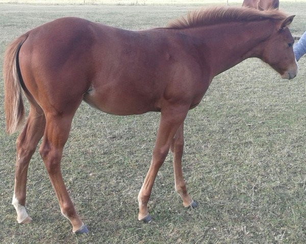 Pferd Lacy (Quarter Horse, 2016)