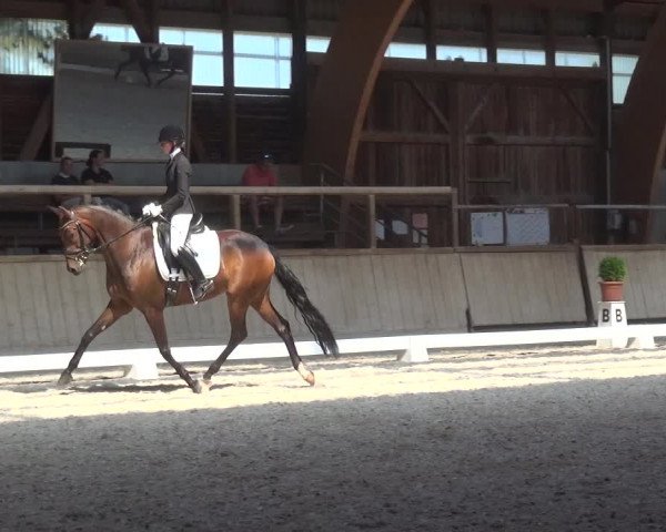 Reitturnier Heidelberg-Kirchheim 2019