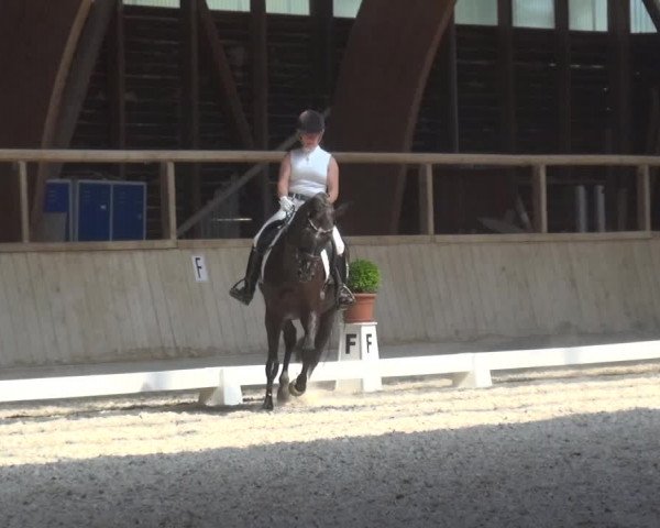Reitturnier Heidelberg-Kirchheim 2019