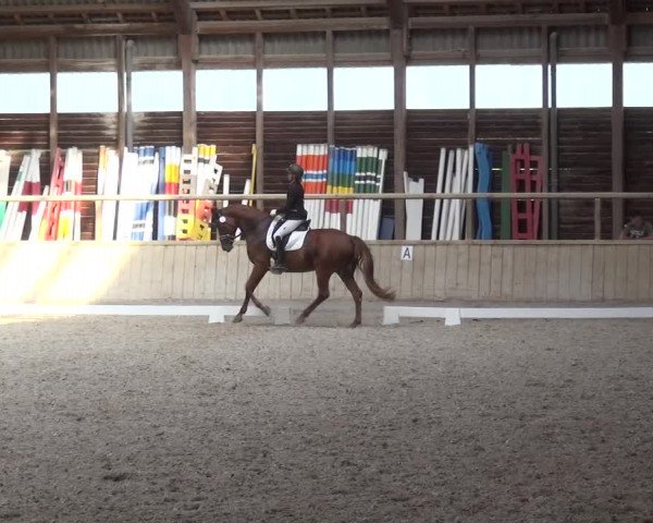 Reitturnier Heidelberg-Kirchheim 2019