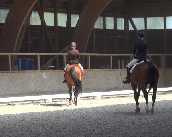 Reitturnier Heidelberg-Kirchheim 2019