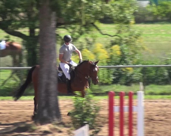 Reitturnier Heidelberg-Kirchheim 2019