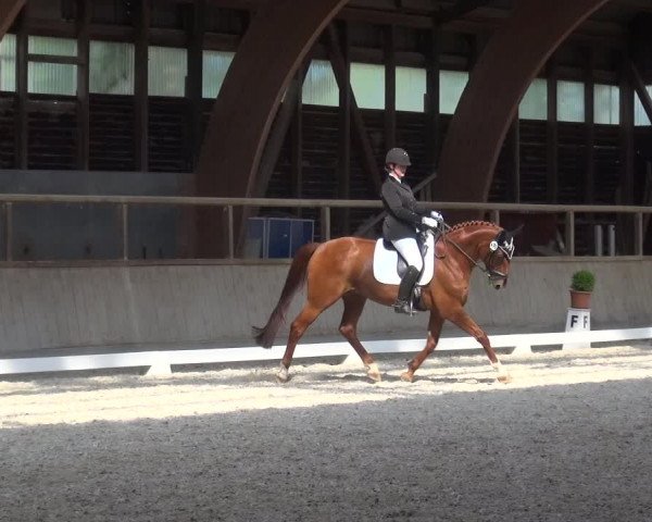 Reitturnier Heidelberg-Kirchheim 2019