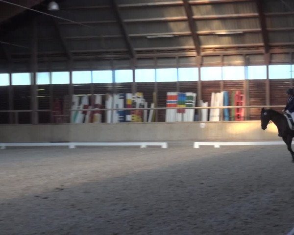 Reitturnier Heidelberg-Kirchheim 2019