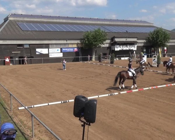 Reitturnier Heidelberg-Kirchheim 2019