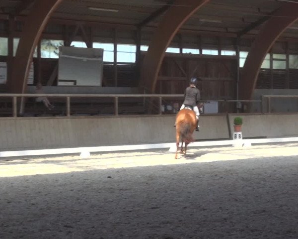 Reitturnier Heidelberg-Kirchheim 2019