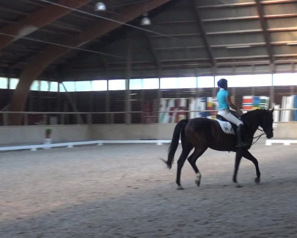 Reitturnier Heidelberg-Kirchheim 2019