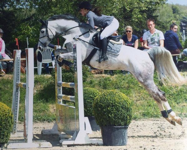 jumper Cusiena (KWPN (Royal Dutch Sporthorse), 2007, from Odermus R)