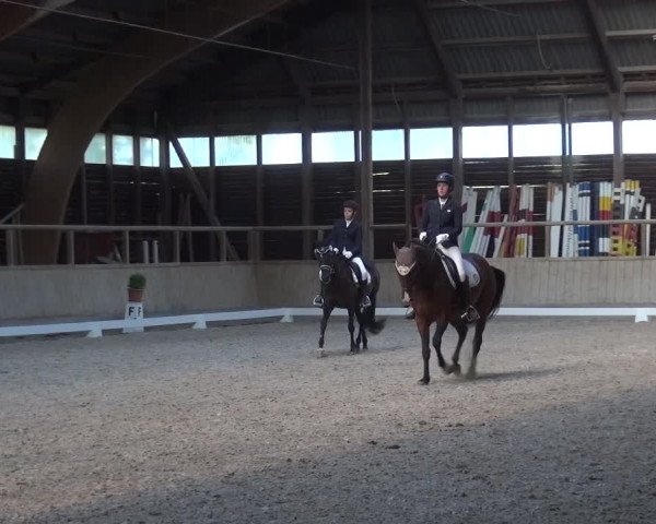 Reitturnier Heidelberg-Kirchheim 2019