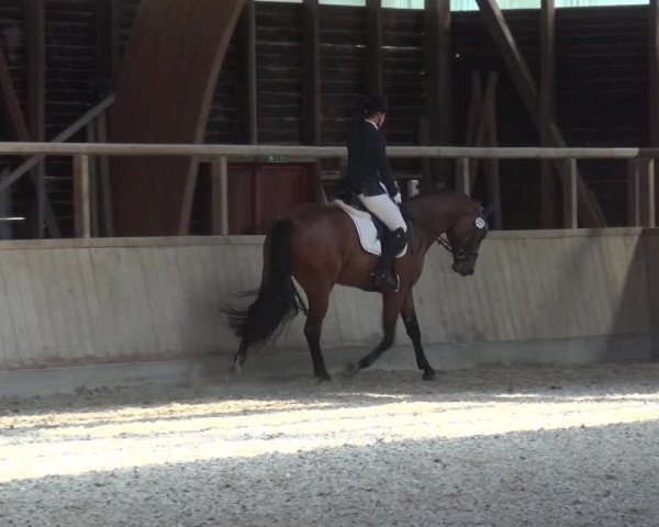Reitturnier Heidelberg-Kirchheim 2019