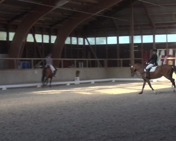 Reitturnier Heidelberg-Kirchheim 2019