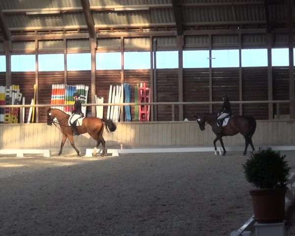 Reitturnier Heidelberg-Kirchheim 2019